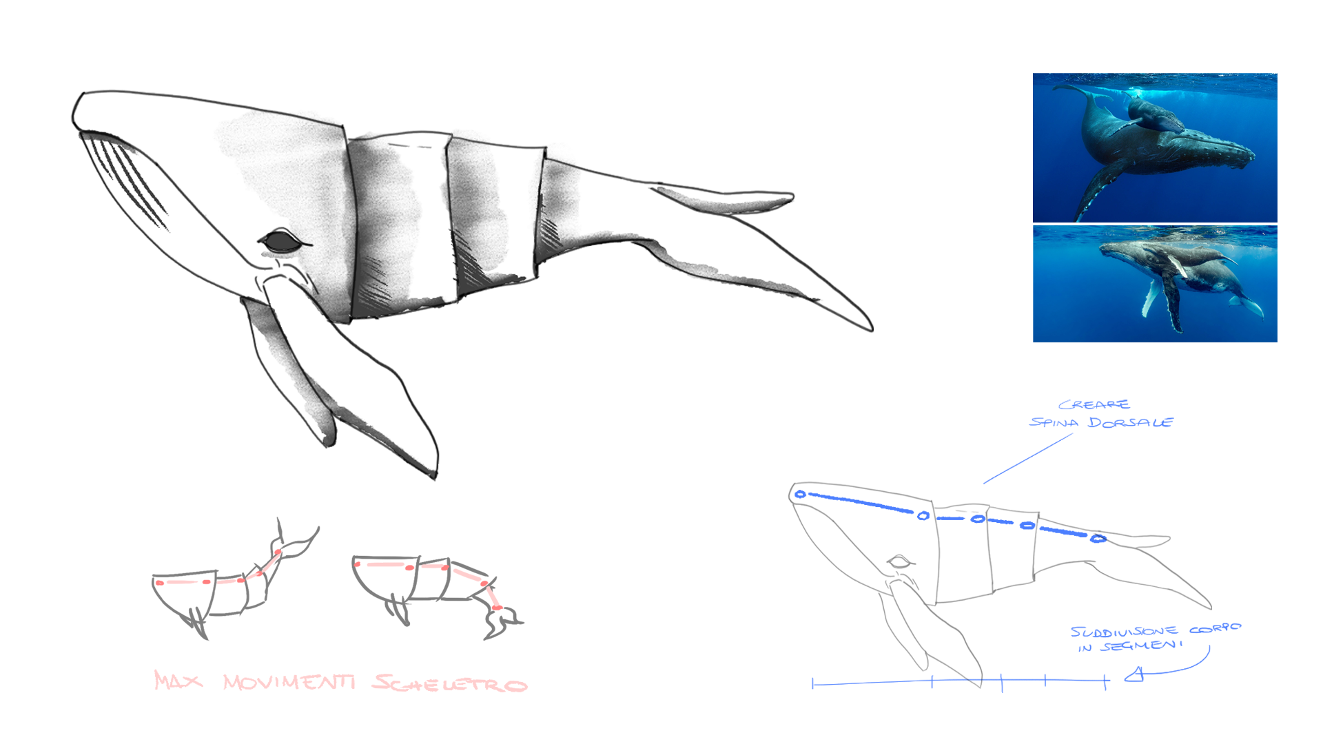 Whale